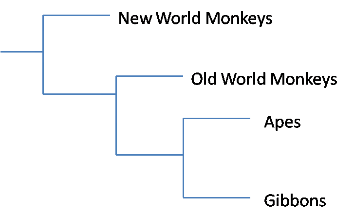 Partial Primate Phylogeny.  I make no claim to be an artist.
