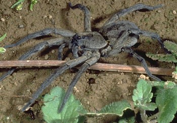 Wolf Spider Wolf Spider