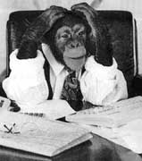 chimp Giggles the Chimp, Film Editor Extrordanaire